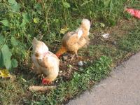 Albums/20060800-China Aug 2006/20060809-Shenyang - Guoqi Village/10